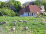 weidende Schafe