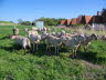 Schafherde