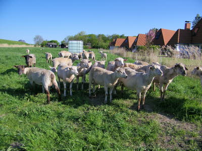 Schafherde