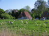Schafherde vorm Haus