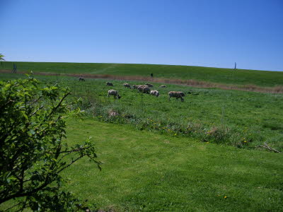 saftig grner Deich